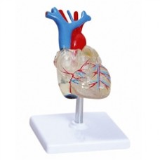 CORACAO TRANSPARENTE TGD 0322-T C/ 2 PARTES ANATOMIC